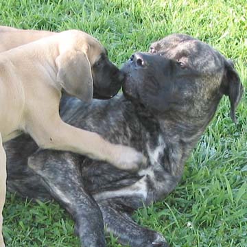 Willow at 10 weeks old, 
pictured with Diesel