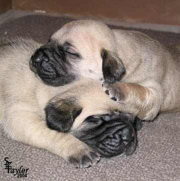 20 days old - Nala (Fawn Female) on the bottom, Burton (Fawn Male) on the top