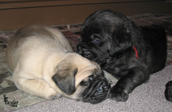26 days old, pictured with Elsie (Brindle Female)
