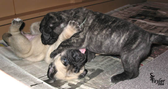 26 days old, pictured with Rowen (Brindle Female)