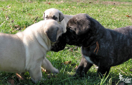 32 days old, pictured with Bubba (Brindle Male)