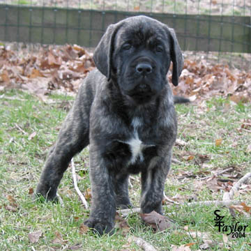 american mastiff puppies for sale