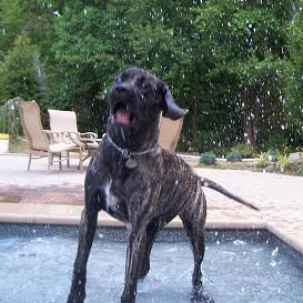 Zoe - Brindle Female American Mastiff