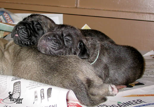 9 days old - Brindle Female 
on left; Brindle Female (teal) on right