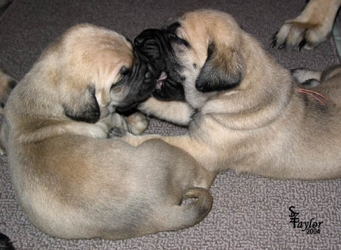 26 days old, pictured with Fawn Female (pink) on the right