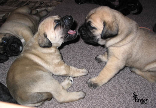 26 days old, pictured with Fawn Female (pink) on the right