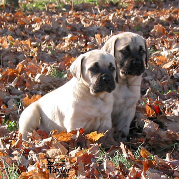 40 days old, pictured with Fawn Male (on the left)