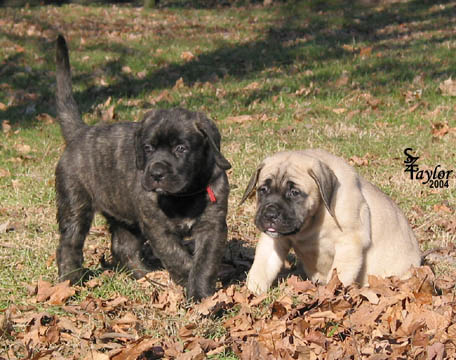 47 days old, pictured with Elsie (Brindle Female)