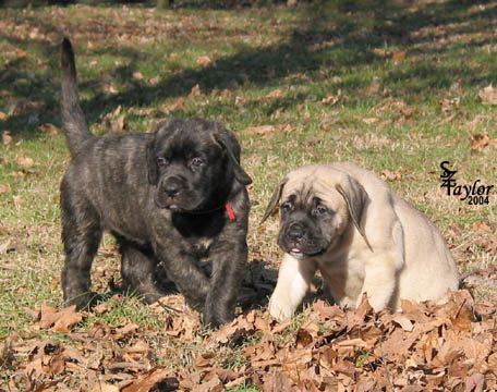 47 days old, pictured with Fawn Female