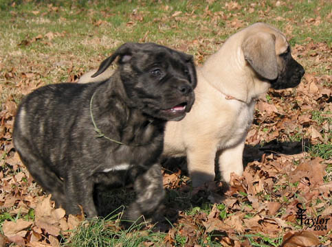 47 days old, pictured with Fawn Female (pink)