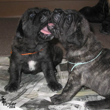 20 days old, pictured with 
Brindle Male (orange) on the left