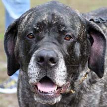 Rowen - Brindle Female American Mastiff