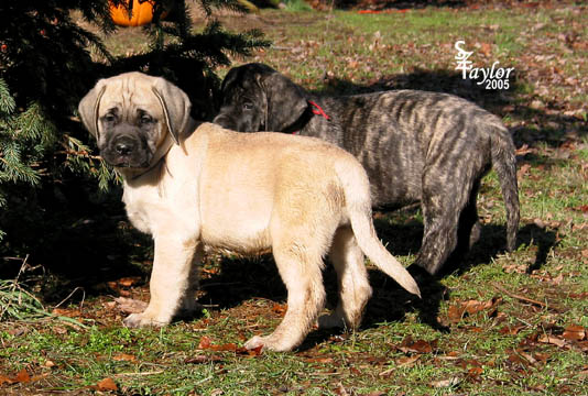 7 weeks old - pictured with Maisy (brindle female)