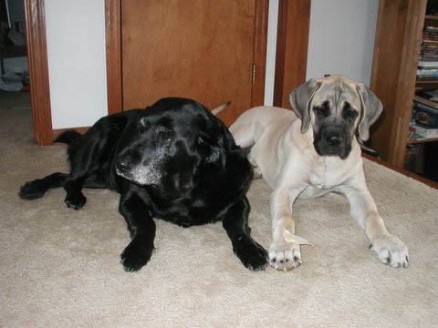 4 months old, pictured with Pepper