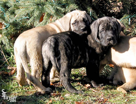 7 weeks old - pictured with Louie (brindle male)