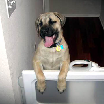 Tinkerbell - Fawn Female American Mastiff