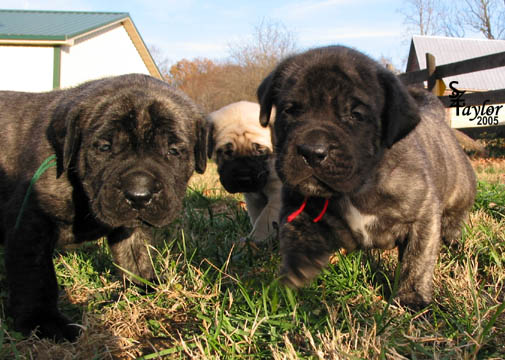 3 weeks old - pictured with Max (brindle male) on the left