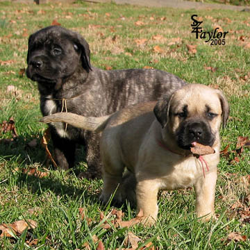 5 weeks old, pictured with Clancey (brindle male)