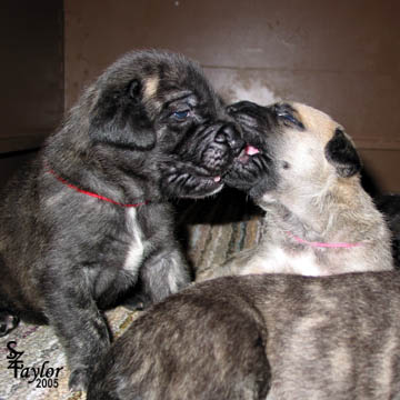 Pictured with Maisy (brindle female) - 18 days old