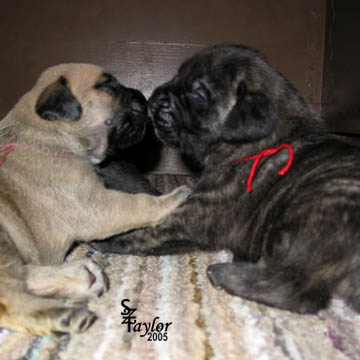 Pictured with Maisy (brindle female) - 18 days old