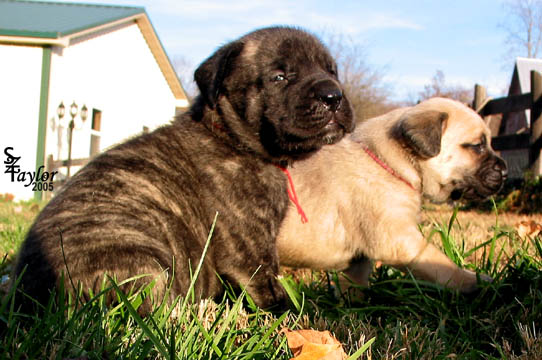 3 weeks old - pictured with Tinkerbell (fawn female)