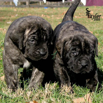 4 weeks old - Pictured with Max (brindle male) on the right