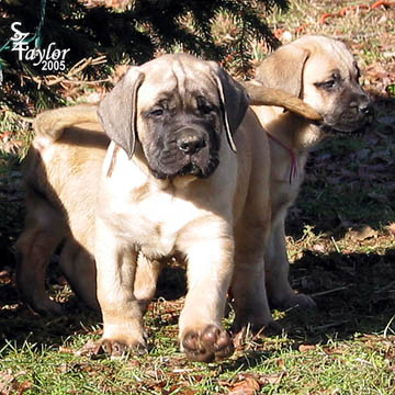 7 weeks old - pictured with Tinkerbell (fawn female) to the back