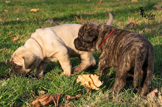 3 weeks old - pictured with Maisy (brindle female)