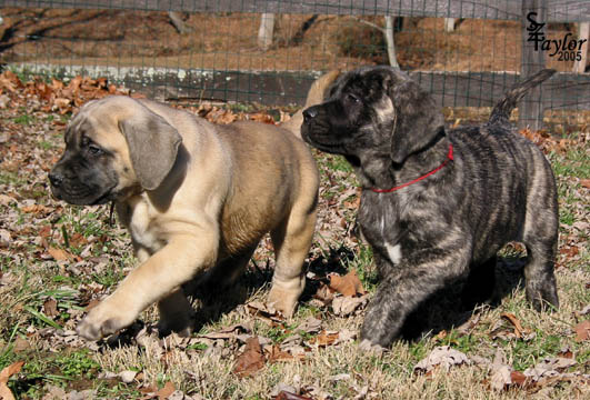 7 weeks old - pictured with Maisy (brindle female)