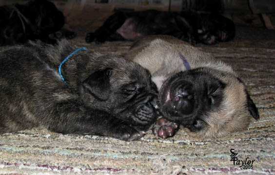 12 days old - pictured with Ginger (fawn female)