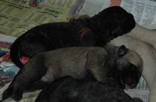 4 days old, pictured with Bella (Brindle Female)