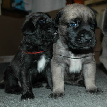 2 weeks old, pictured with Bella (Brindle Female)