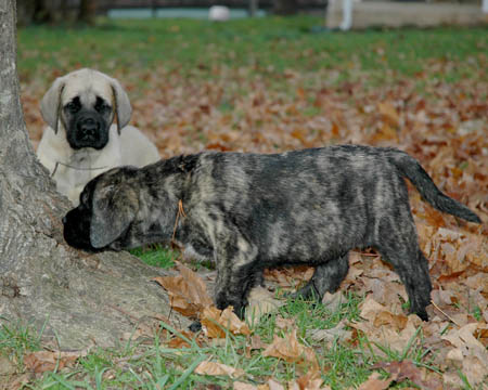 6 weeks old, pictured with Murphy (Fawn Male)