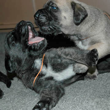 2 weeks old, pictured with Lenox (Brindle Male)