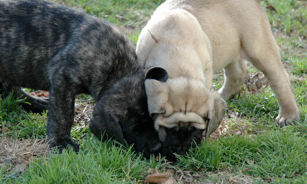 7 weeks old, pictured with Lenox (Brindle Male)