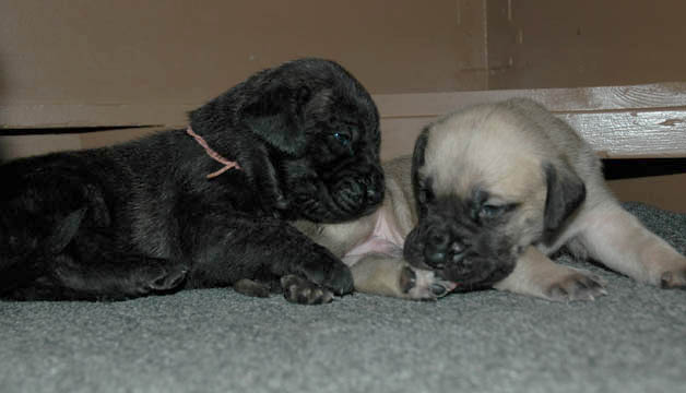 2 weeks old, pictured with Blue (Fawn Male)