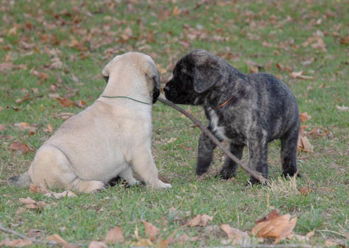 5 weeks old, pictured with Hugo (Fawn Male) on the left