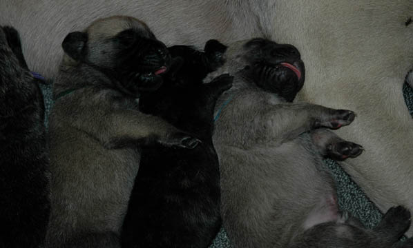 6 days old, pictured with Hugo (Fawn Male) on the left and Binky (Brindle Female) in the middle