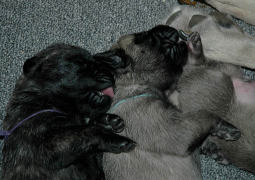 6 days old, pictured with Meg (Brindle Female)