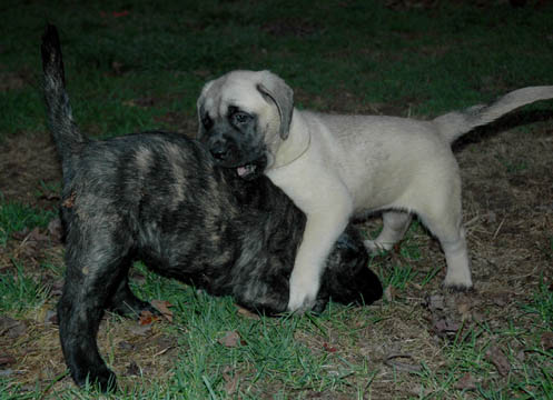 6 weeks old, pictured with Meg (Brindle Female)