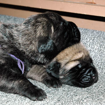 1 week old, pictured with Murphy (Fawn Male)