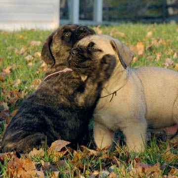 5 weeks old, pictured with Meg (Brindle Female)