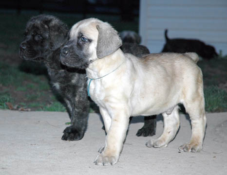 6 weeks old, pictured wtih Meg (Brindle Female)