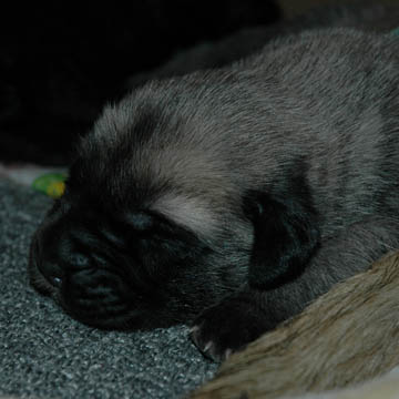 6 days old