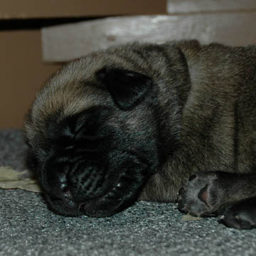 6 days old