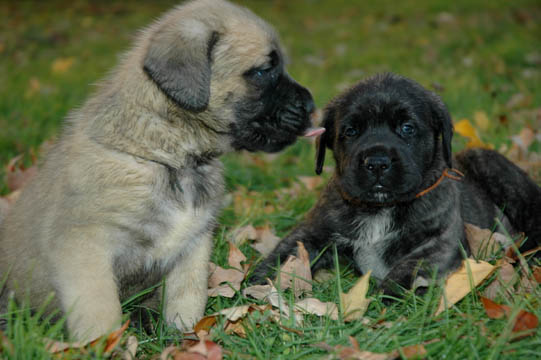 4 weeks old, pictured with Murphy (Fawn Male)