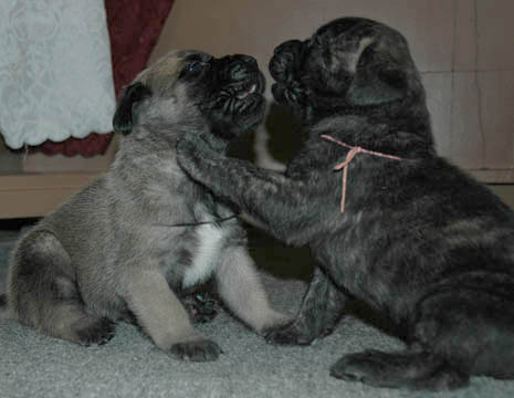 2 weeks old, pictured with Murphy (Fawn Male)