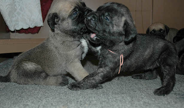 2 weeks old, pictured with Shelby (Brindle Female)