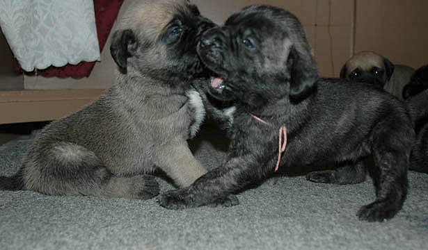 2 weeks old, pictured with Murphy (Fawn Male)