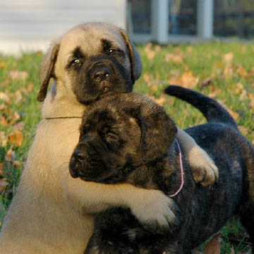 5 weeks old, pictured with Murphy (Fawn Male) on the left